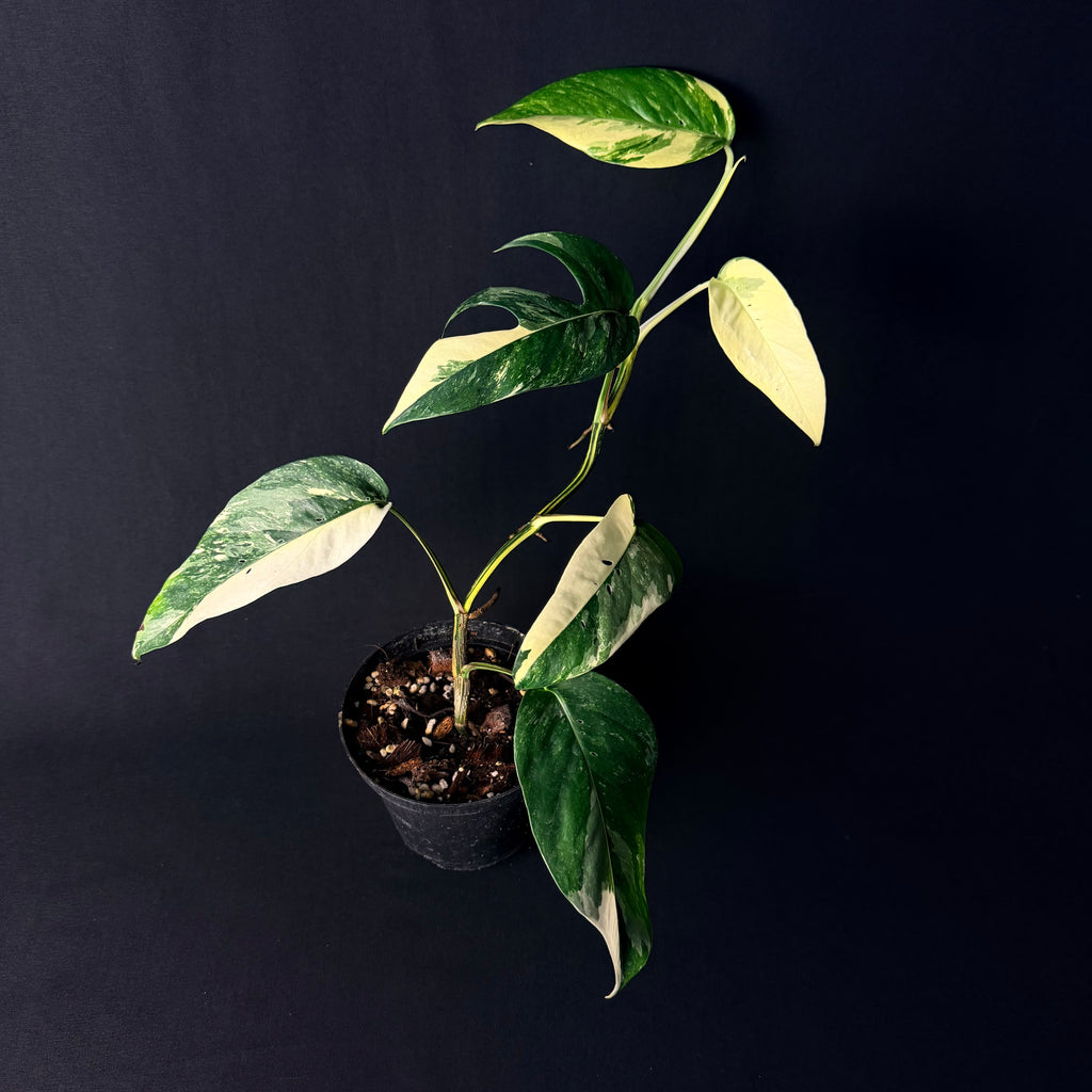 Epipremnum pinnatum Variegata #1-6