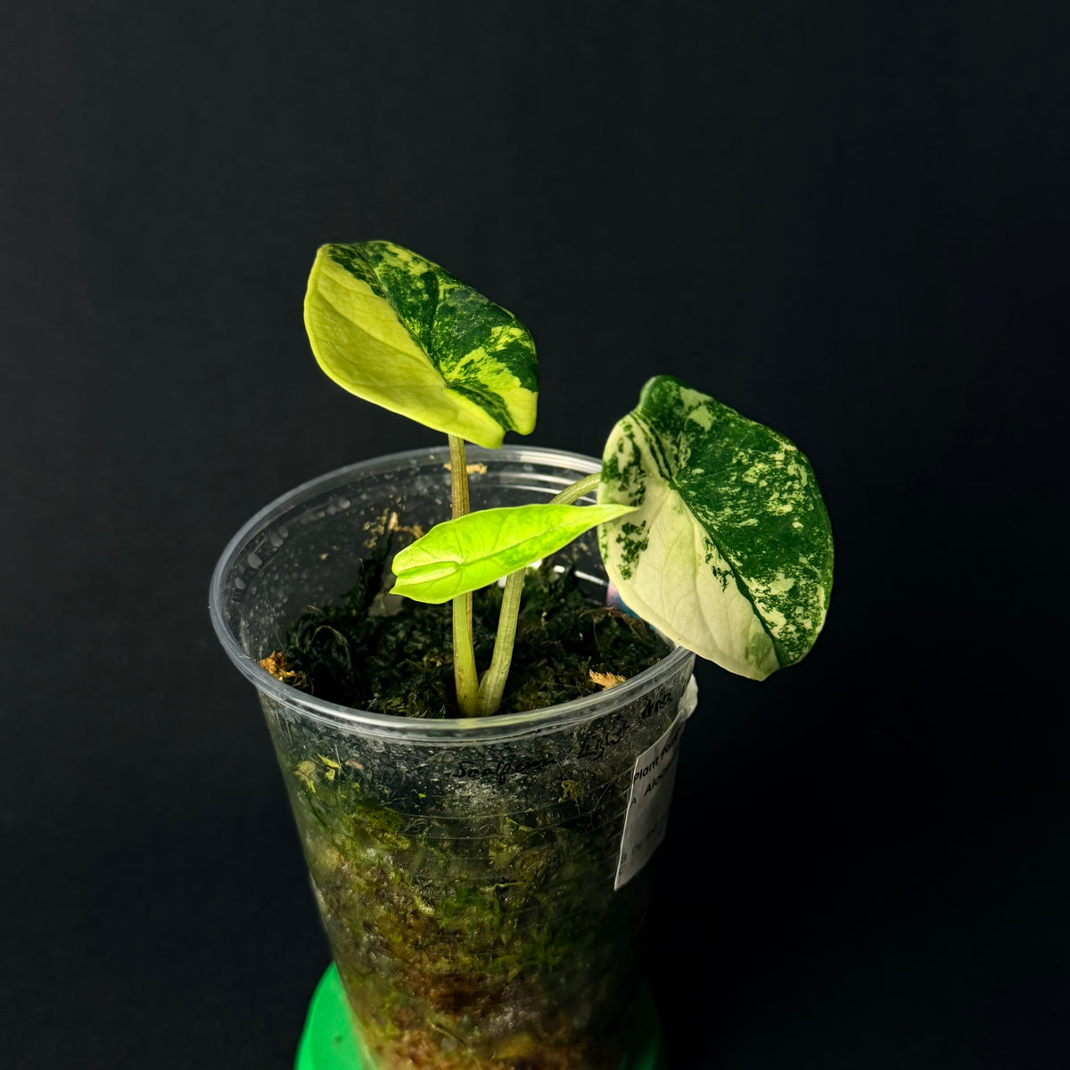 Alocasia Scalprum Light Aurea Variegata