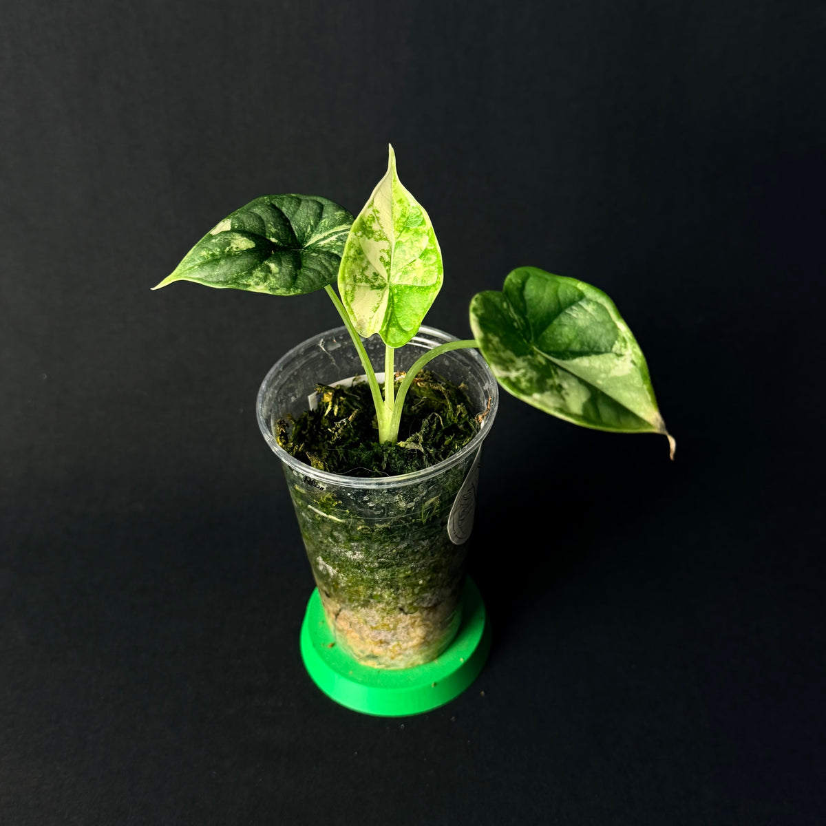 Alocasia Baginda 'Dragon Scale' Albo Variegata