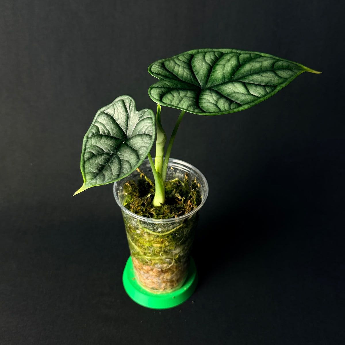 Alocasia Baginda 'Dragon Scale'