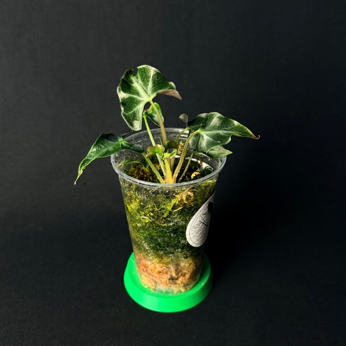 Alocasia Loco #1-3