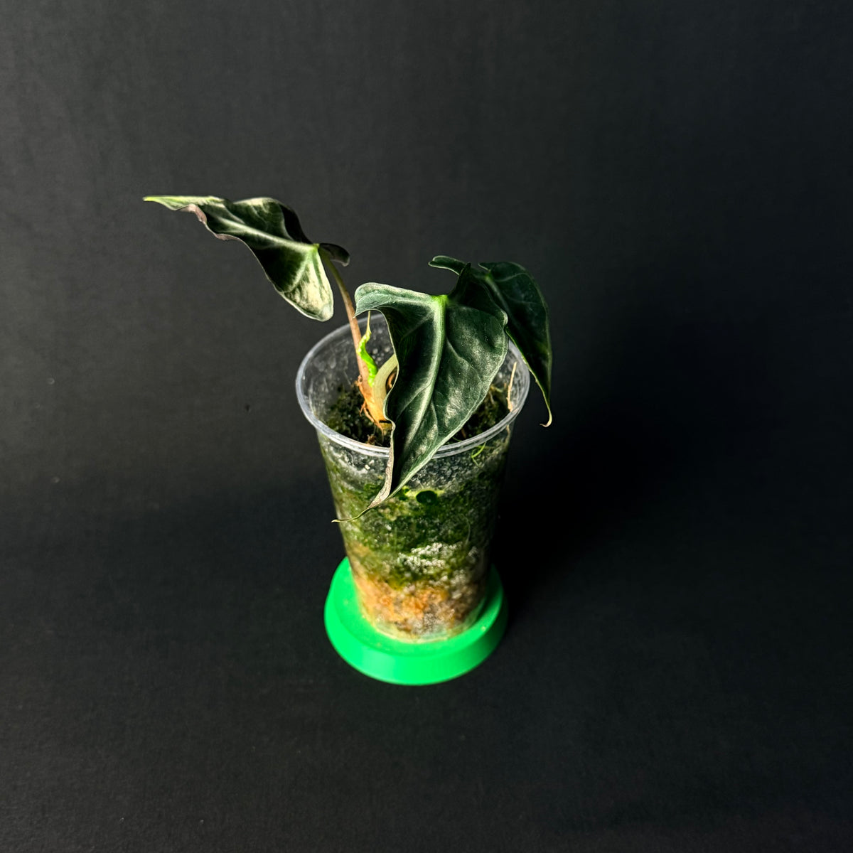 Alocasia Loco #1-3