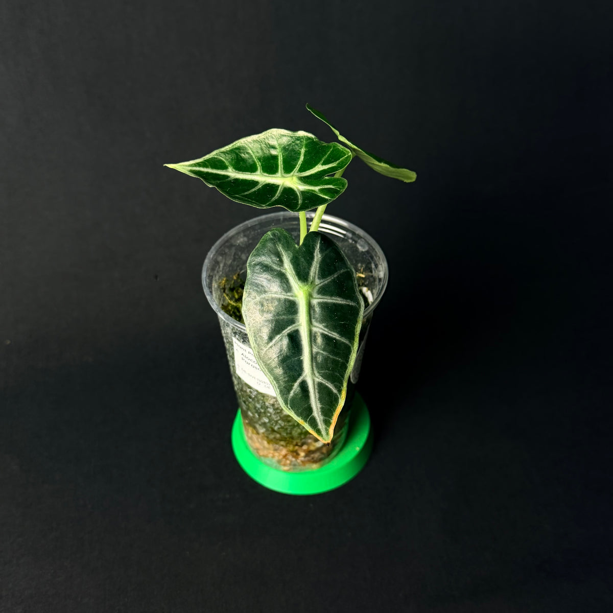 Alocasia Mandalay (Parasol) #1-4