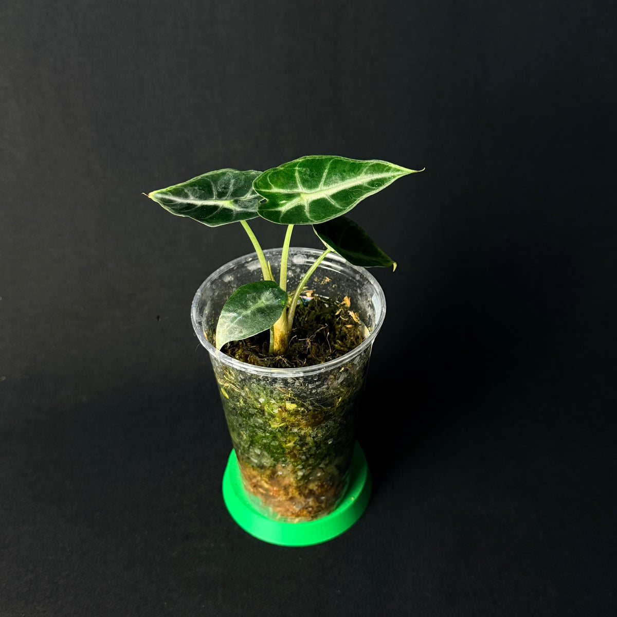 Alocasia Mandalay (Parasol) #1-4