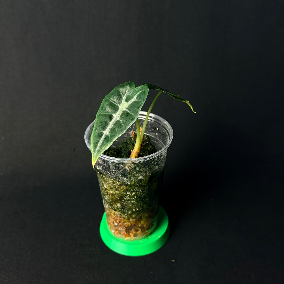Alocasia Mandalay (Parasol) #1-4