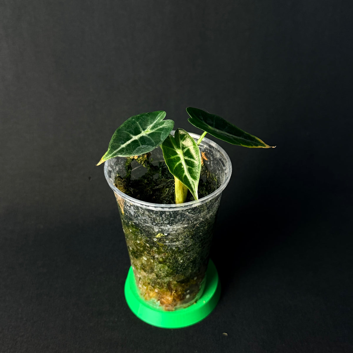 Alocasia Mandalay (Parasol) #1-4