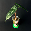 Alocasia Pink Dragon Mint Variegata