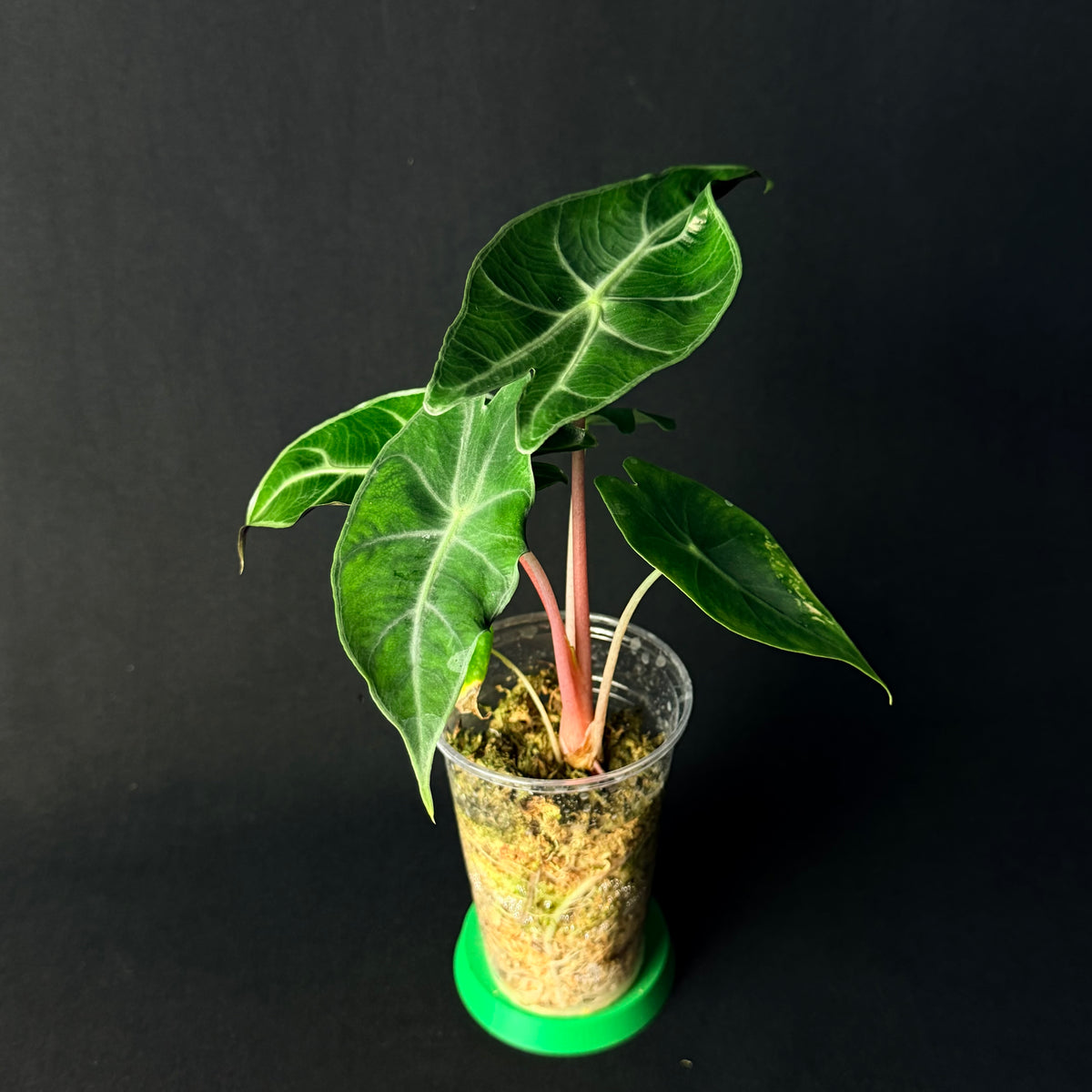 Alocasia Nairobi Nights Aurea Variegata #1-3
