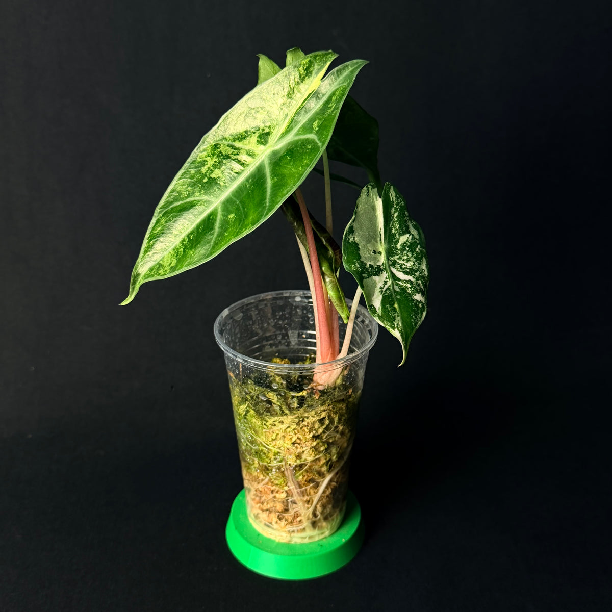 Alocasia Nairobi Nights Aurea Variegata #1-3
