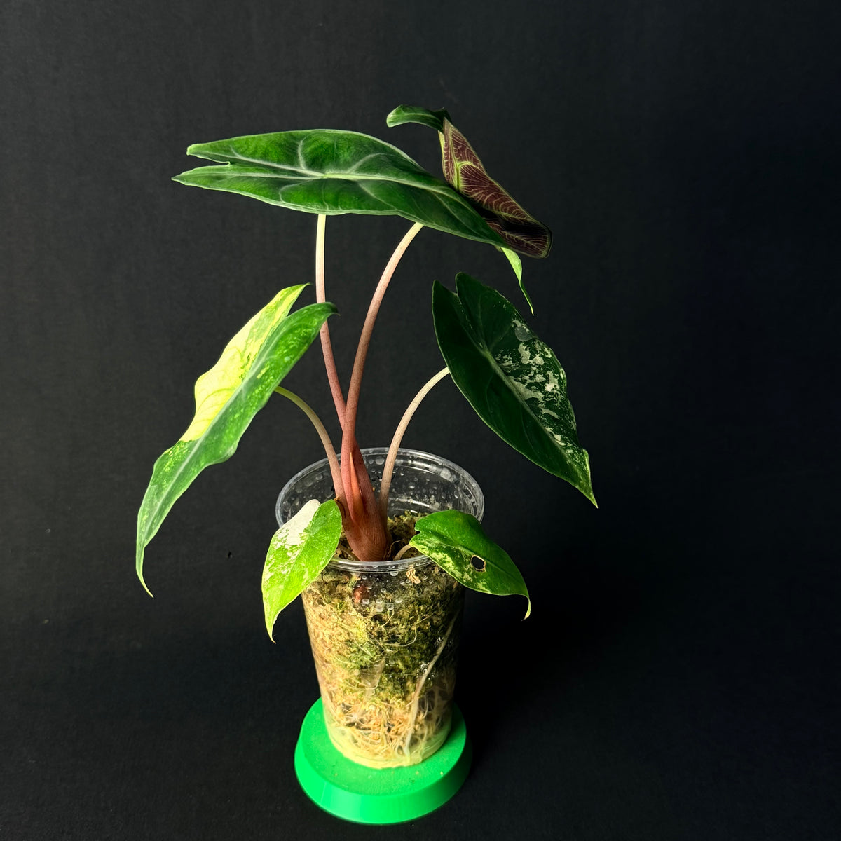 Alocasia Nairobi Nights Aurea Variegata #1-3