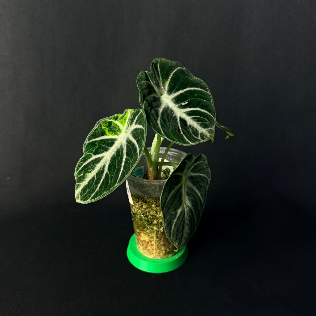 Alocasia Reginula 'Ninja' Aurea Variegata #1-2
