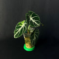 Alocasia Reginula 'Ninja' Aurea Variegata #1-2