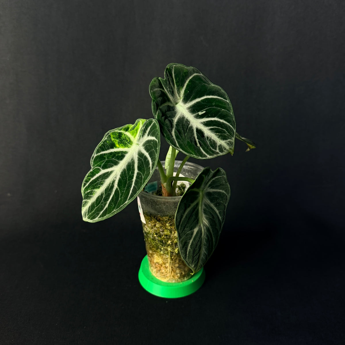 Alocasia Reginula 'Ninja' Aurea Variegata #1-2