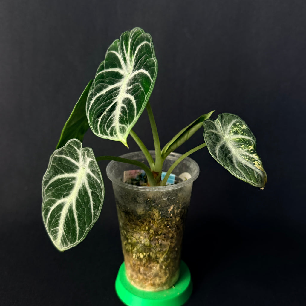Alocasia Reginula 'Ninja' Aurea Variegata #1-2