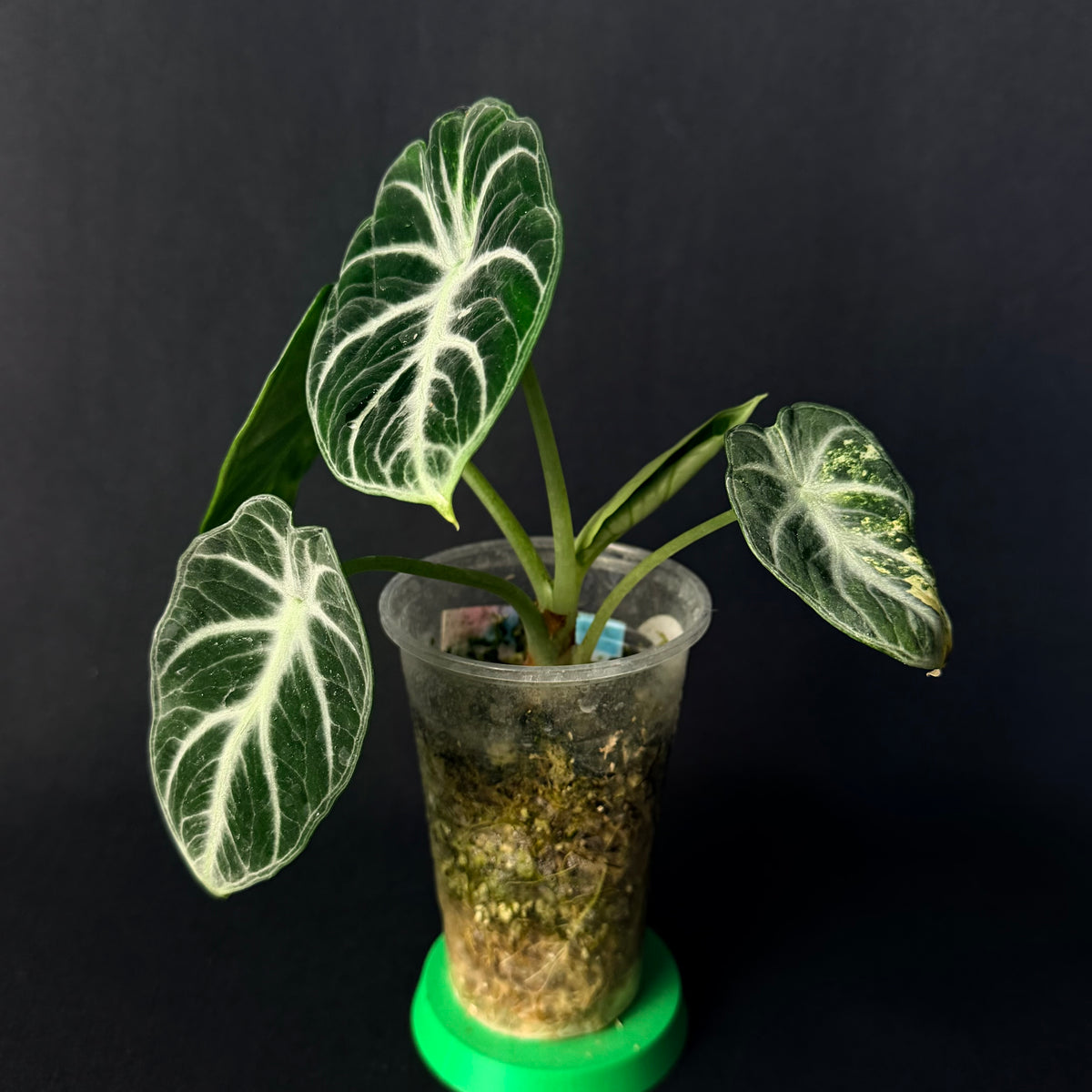 Alocasia Reginula 'Ninja' Aurea Variegata #1-2