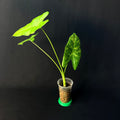 Alocasia Acuminata Albo Variegata #1-5