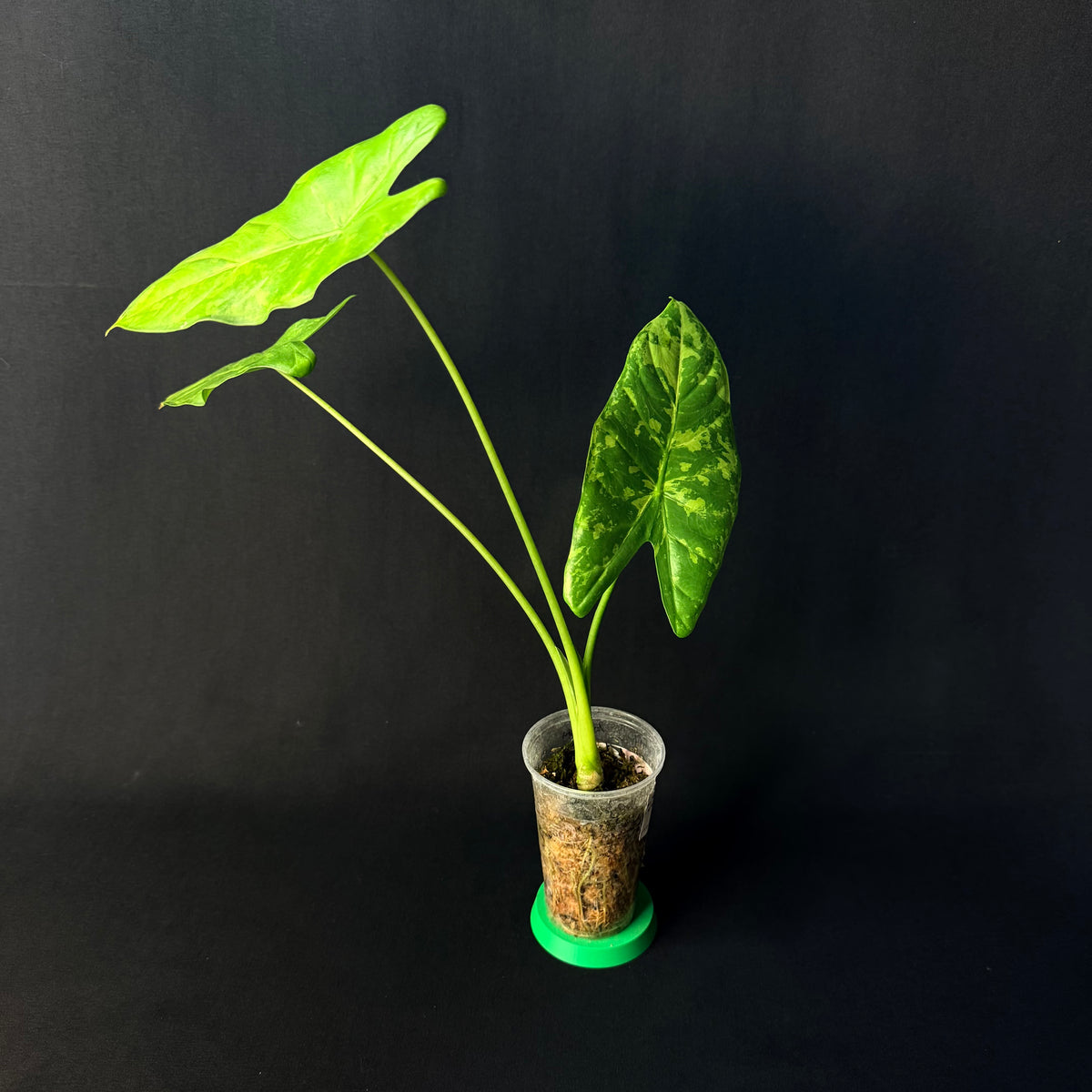 Alocasia Acuminata Albo Variegata #1-5