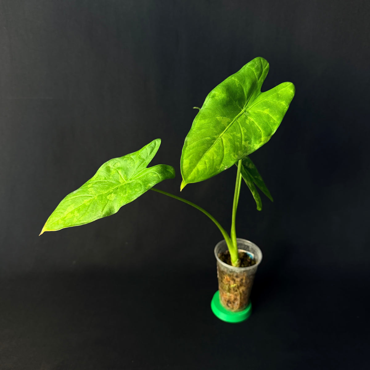 Alocasia Acuminata Albo Variegata #1-5