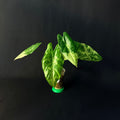 Alocasia Acuminata Albo Variegata #1-5