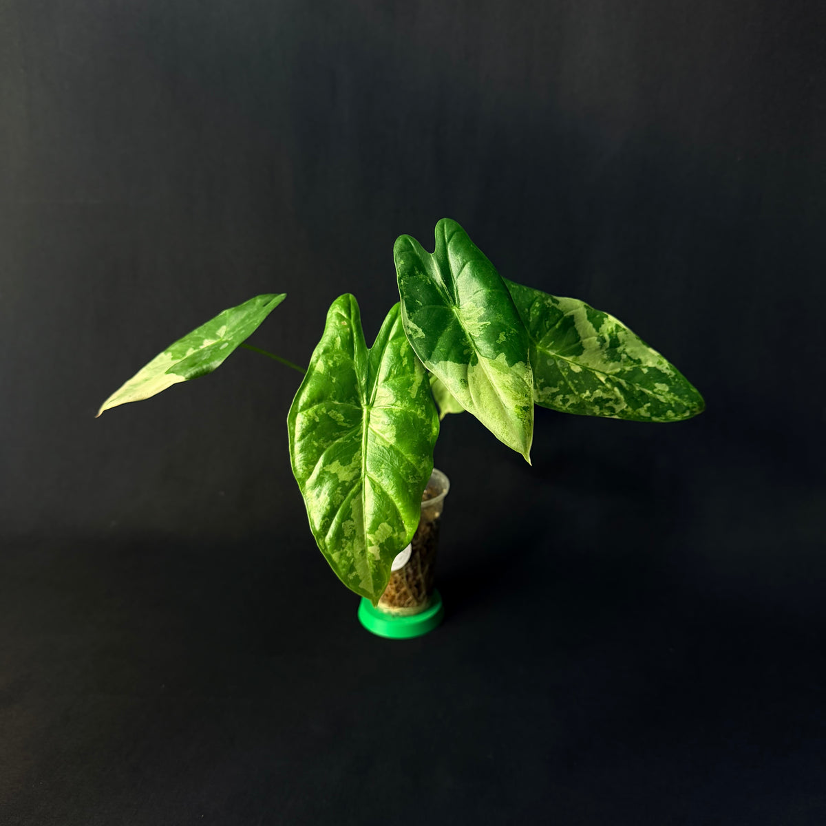 Alocasia Acuminata Albo Variegata #1-5