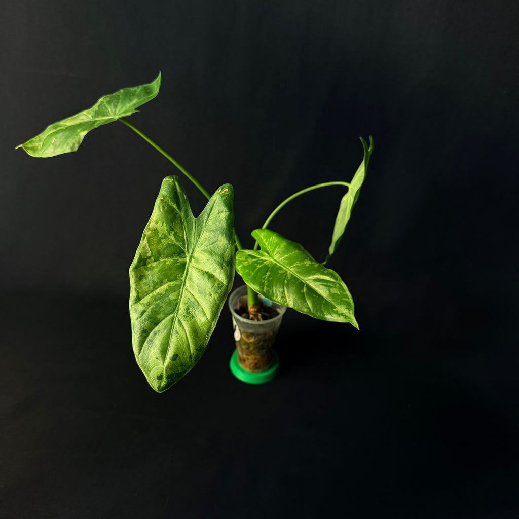 Alocasia Acuminata Albo Variegata #1-5