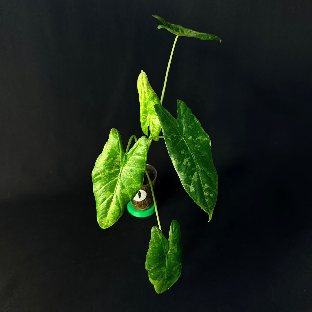 Alocasia Acuminata Albo Variegata #1-5