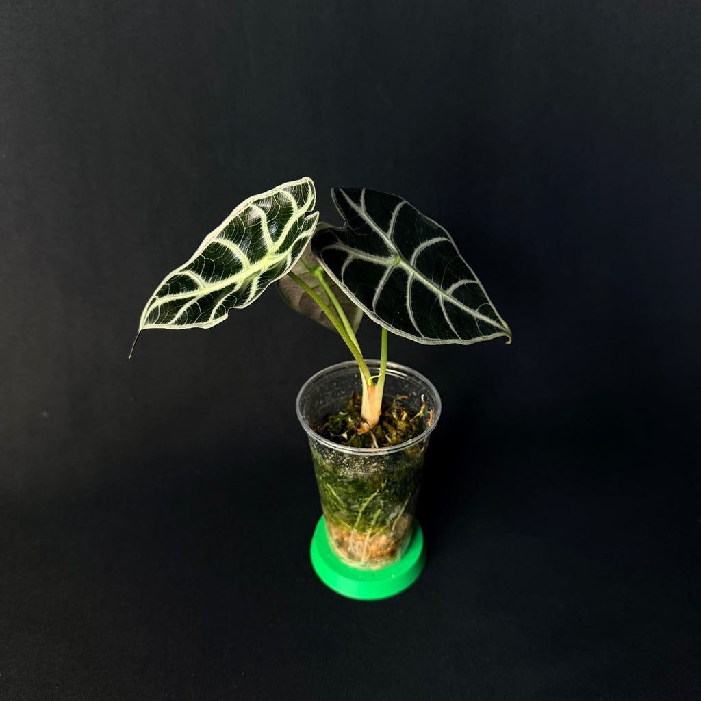 Alocasia Watsoniana Glossy #1-2