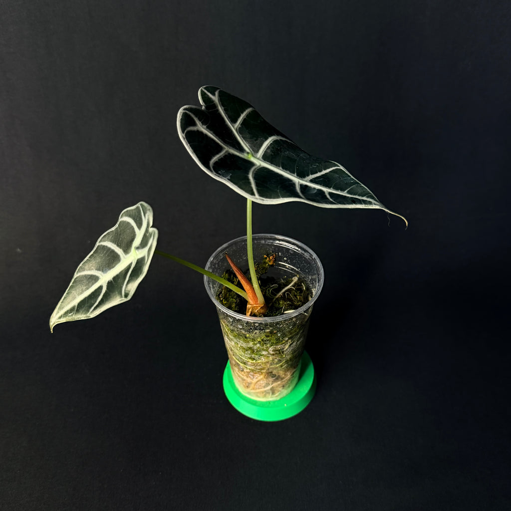 Alocasia Watsoniana Glossy #1-2