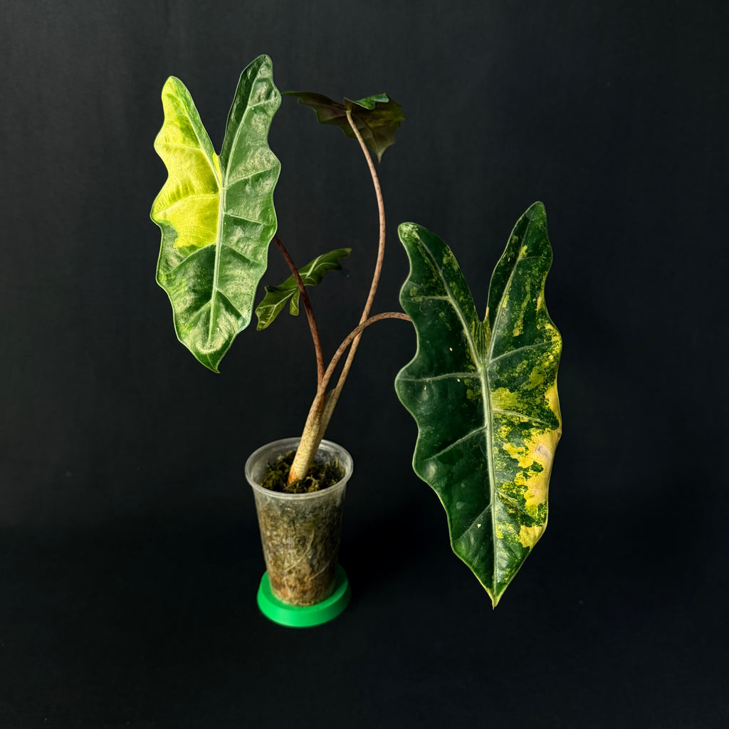 Alocasia Pseudosanderiana Aurea Variegata #1-4