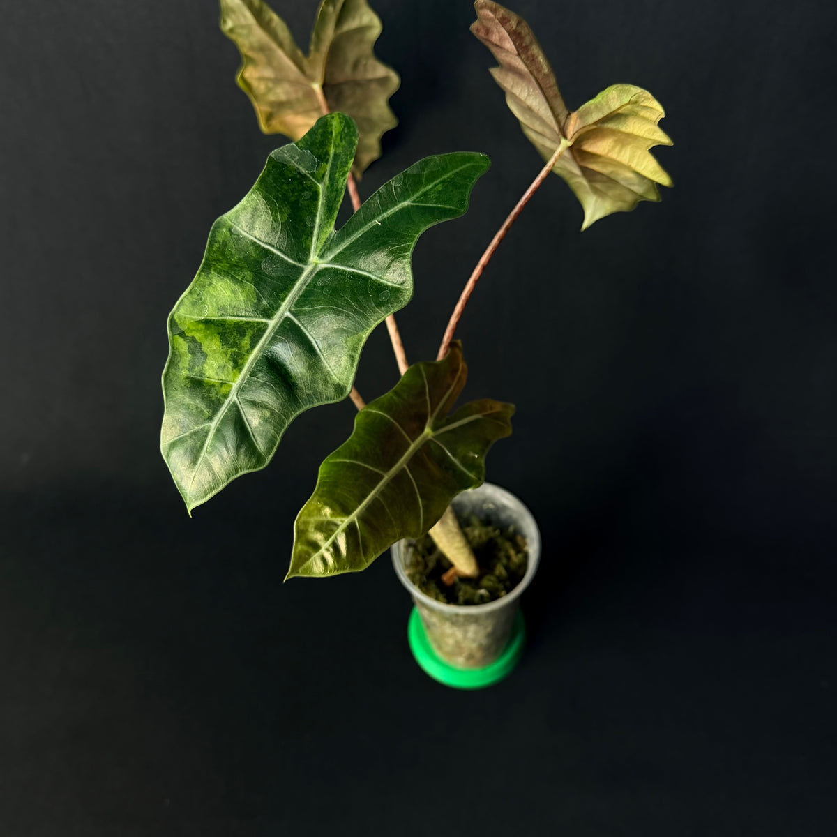 Alocasia Pseudosanderiana Aurea Variegata #1-4