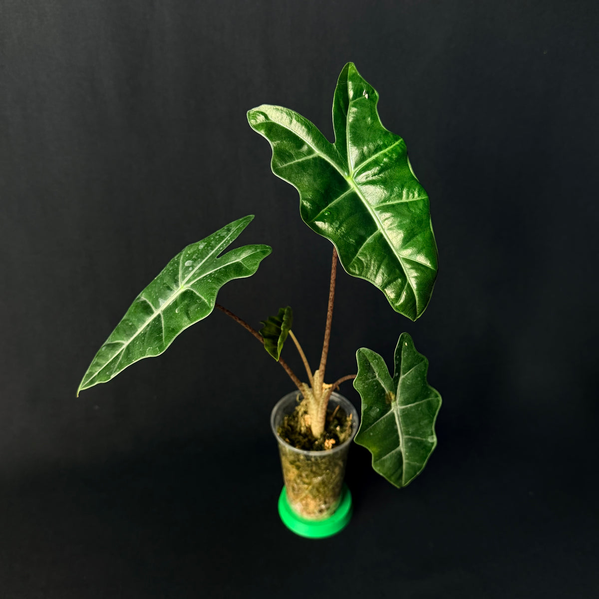 Alocasia Pseudosanderiana Aurea Variegata #1-4