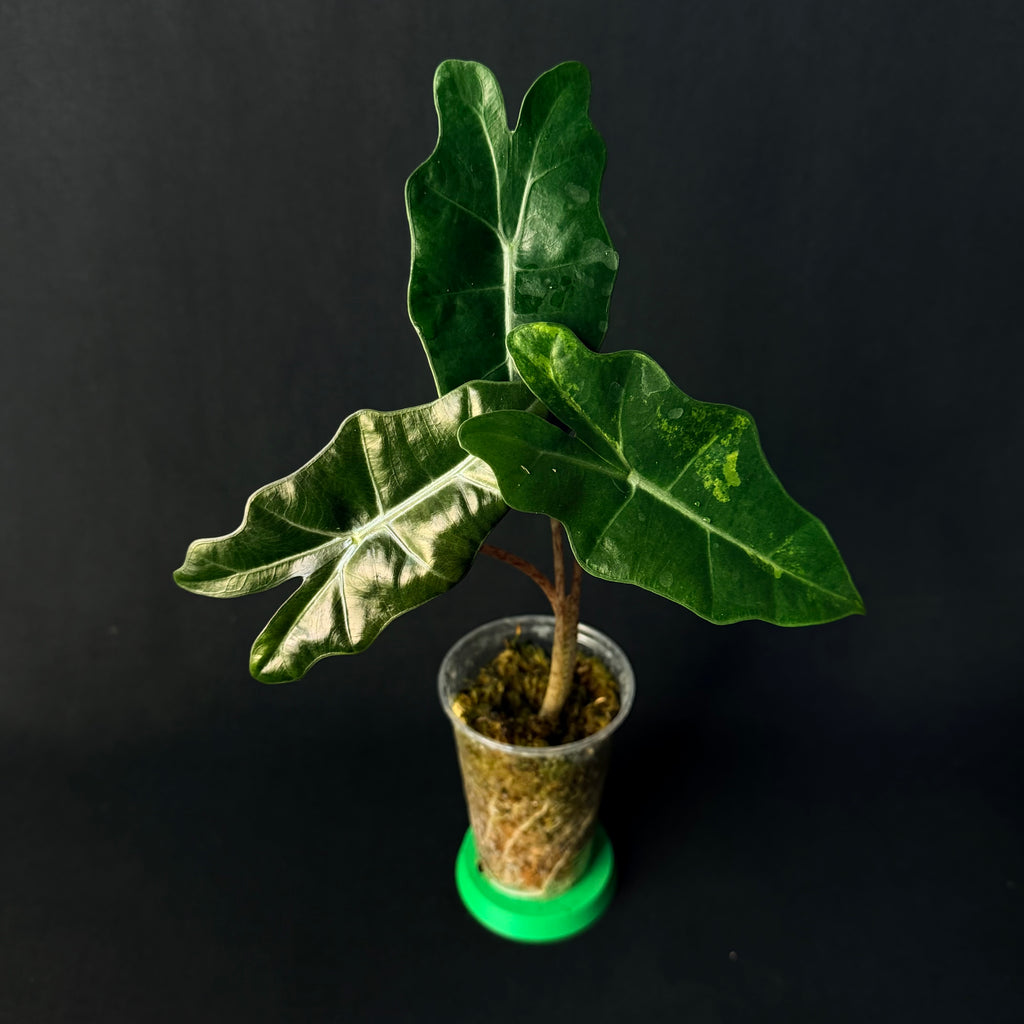 Alocasia Pseudosanderiana Aurea Variegata #1-4