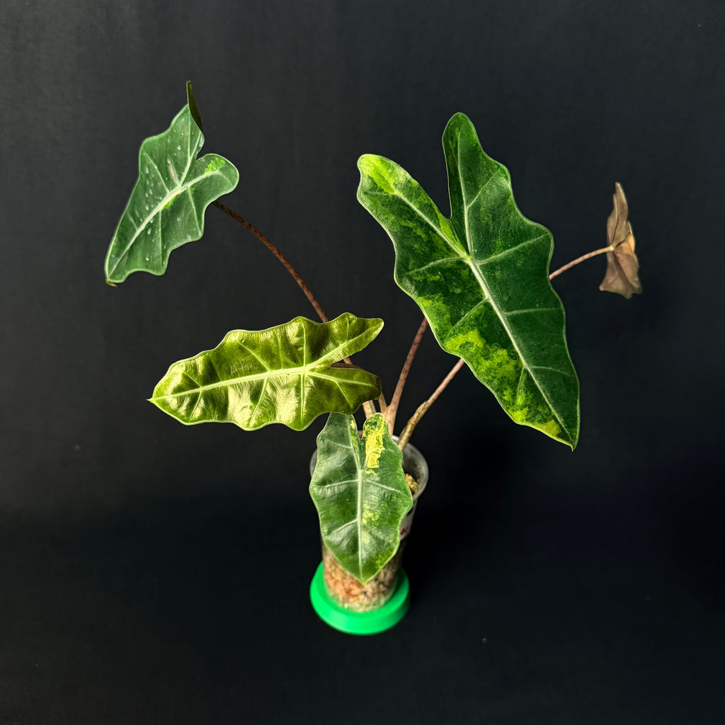 Alocasia Pseudosanderiana Aurea Variegata #1-4