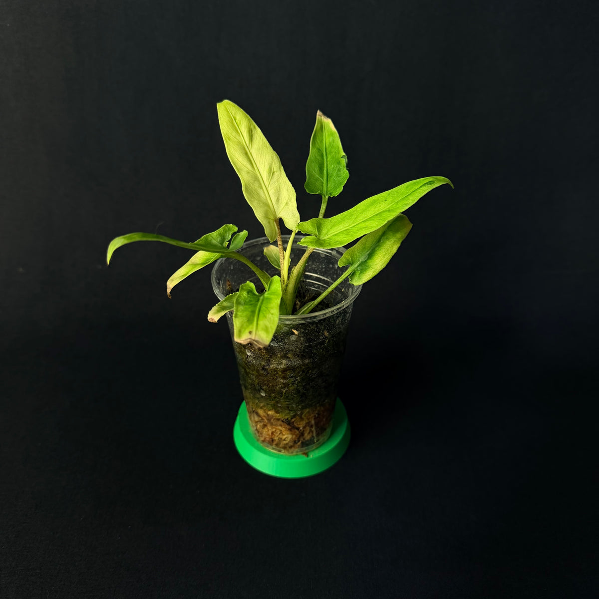 Alocasia Lauterbachiana Mint Variegata #1-3