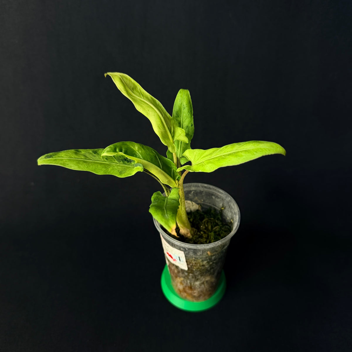 Alocasia Lauterbachiana Mint Variegata #1-3