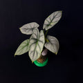 Alocasia Baginda 'Silver Dragon' Aurea Variegata