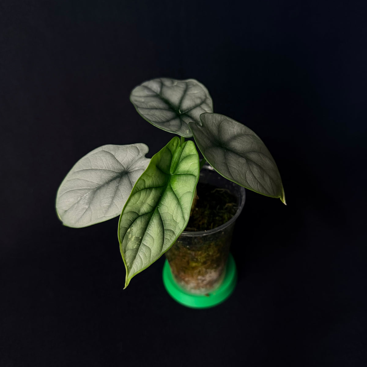 Alocasia Baginda 'Silver Dragon' Albo Variegata
