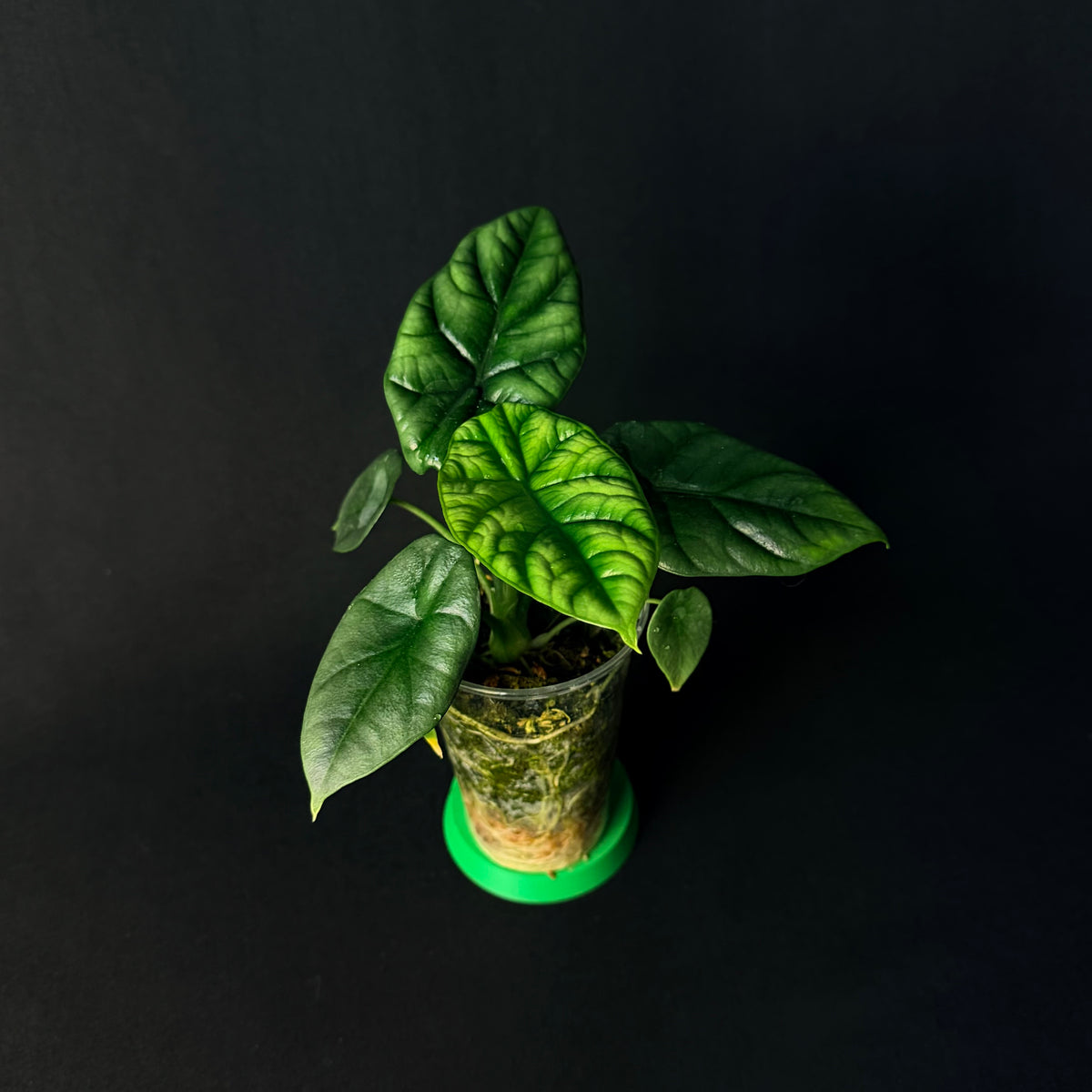 Alocasia Sinuata #1-5