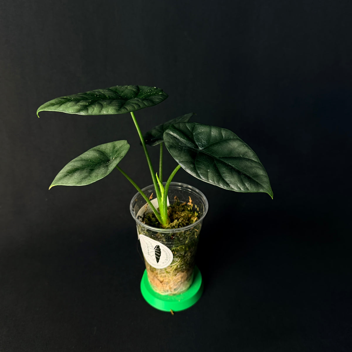 Alocasia Sinuata #1-5