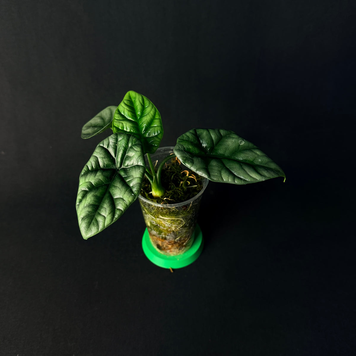 Alocasia Sinuata #1-5