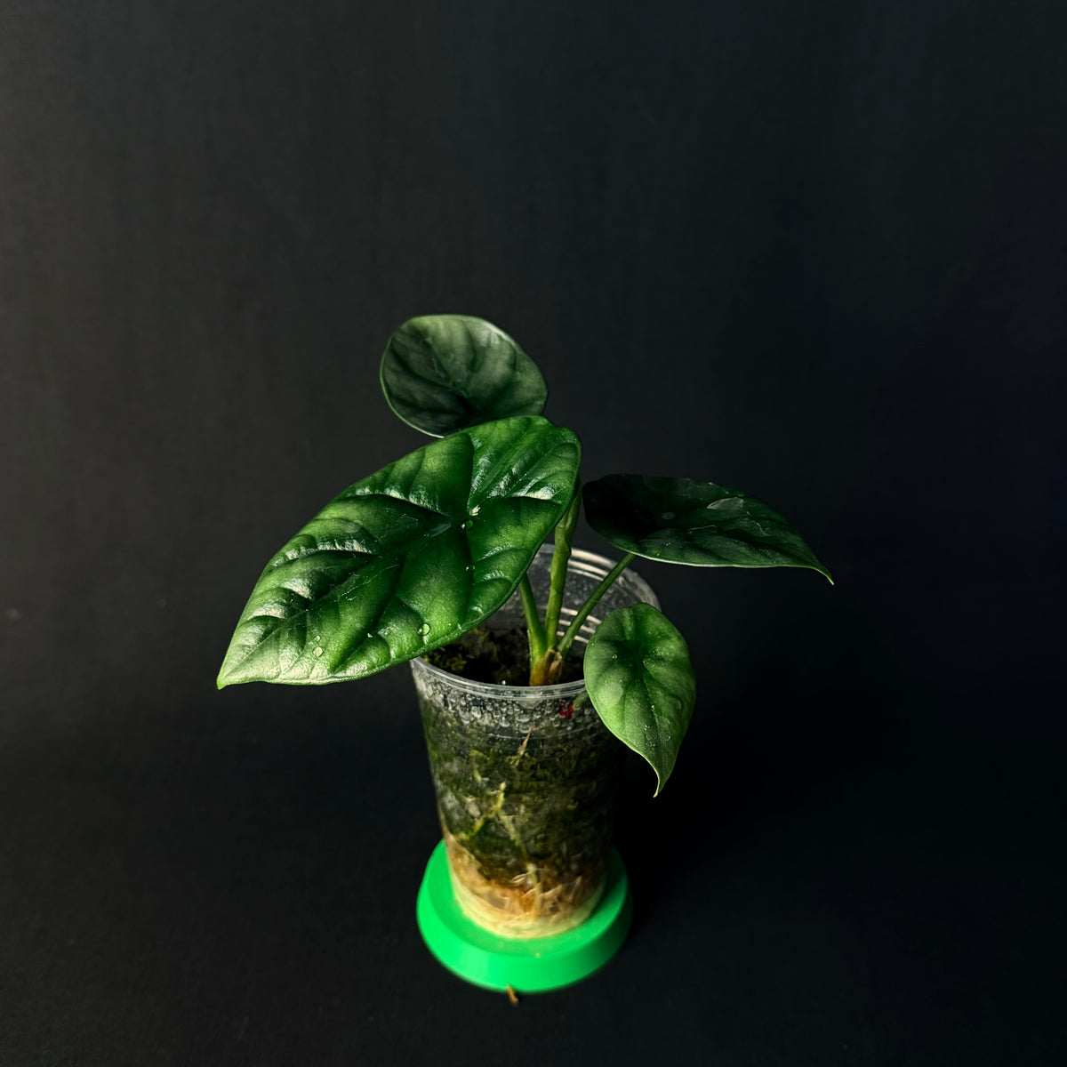 Alocasia Sinuata #1-5