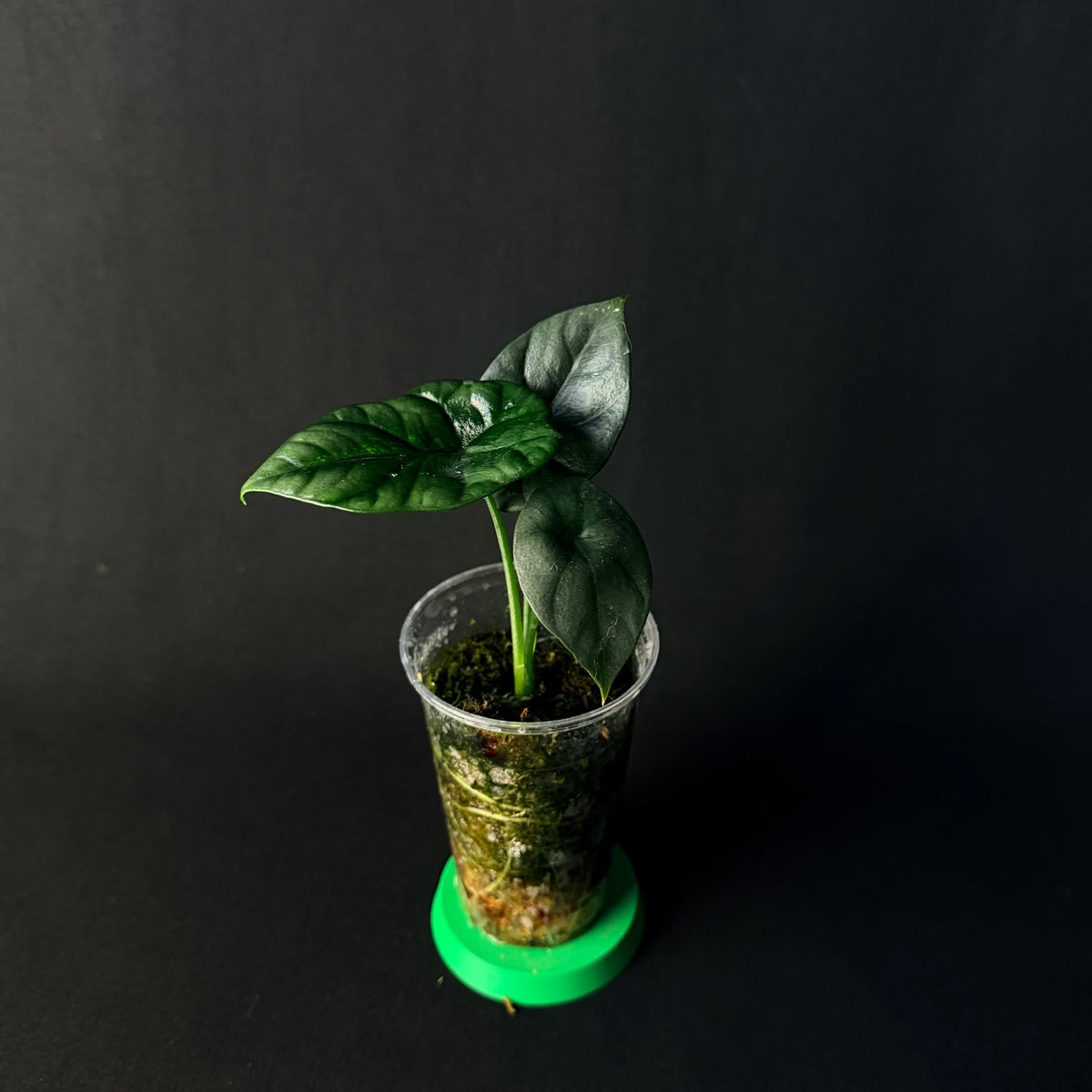 Alocasia Sinuata #1-5