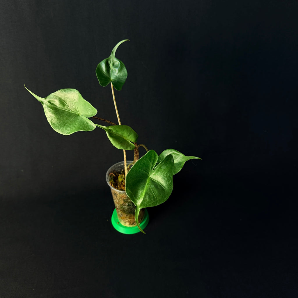 Alocasia Macrorrhizos 'Stingray' Albo/Mint Variegata #1-3