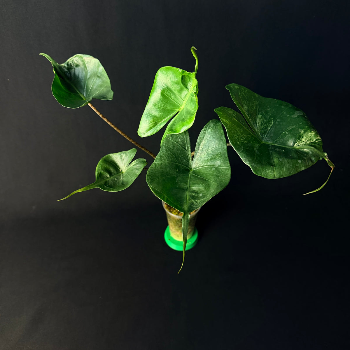 Alocasia Macrorrhizos 'Stingray' Albo/Mint Variegata #1-3