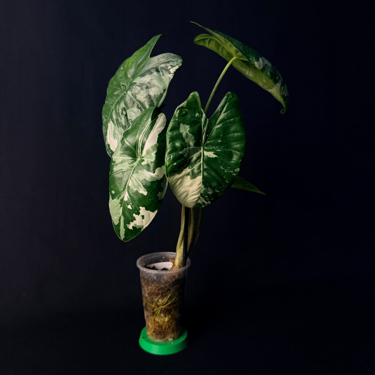 Alocasia Fornicata Albo Variegata