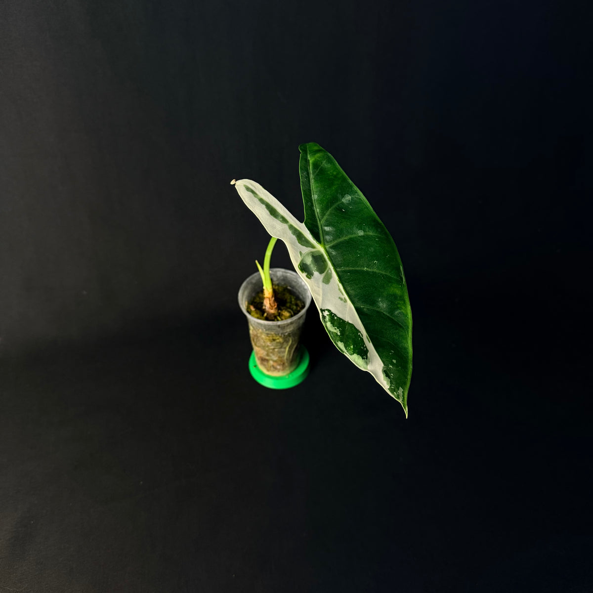Alocasia Longiloba Albo Variegata #1-4