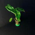 Alocasia Longiloba Albo Variegata #1-4
