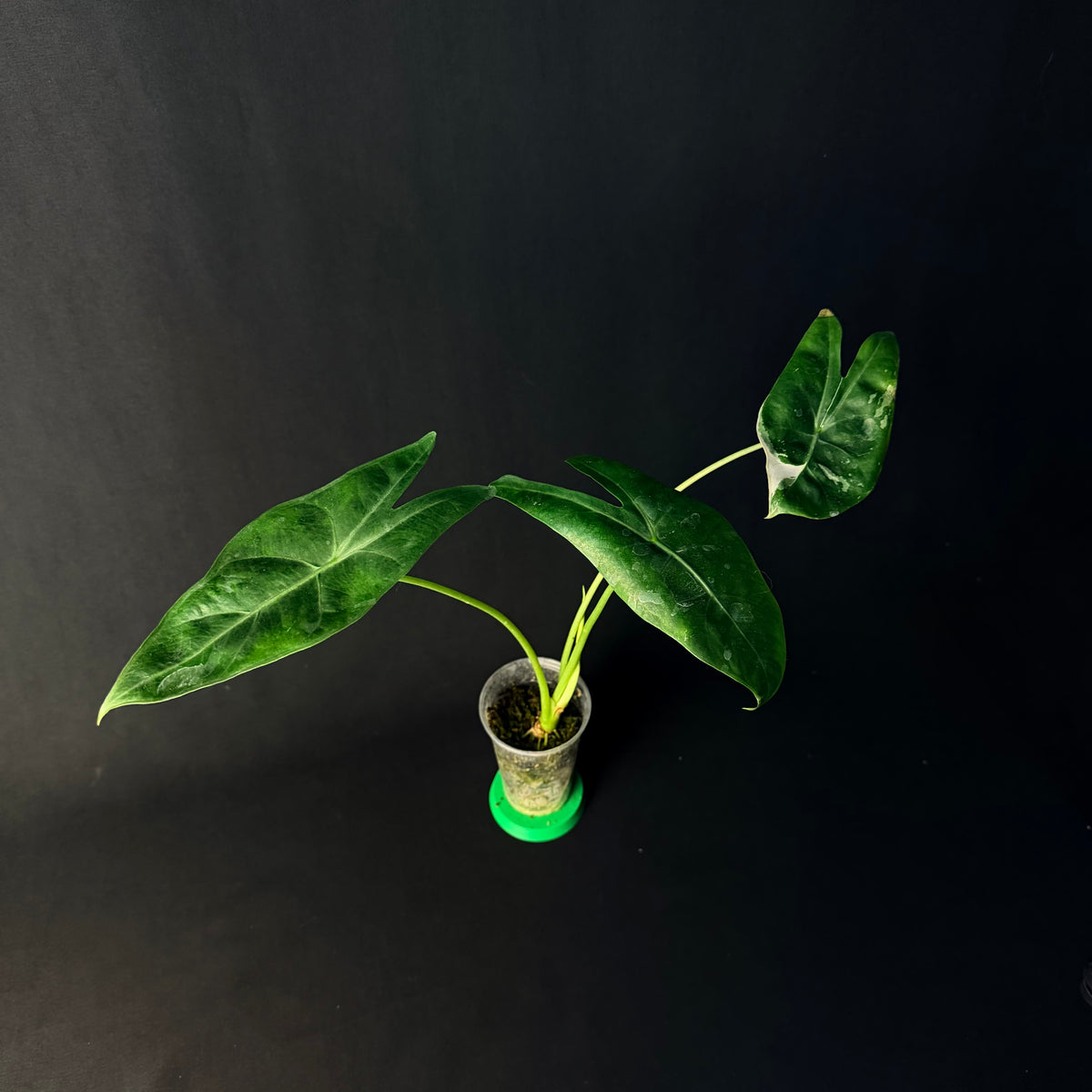 Alocasia Longiloba Albo Variegata #1-4