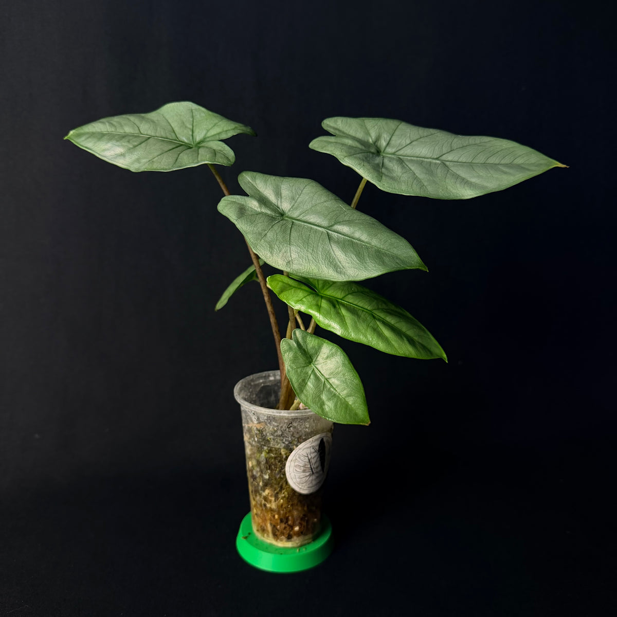 Alocasia Corazon #1-6