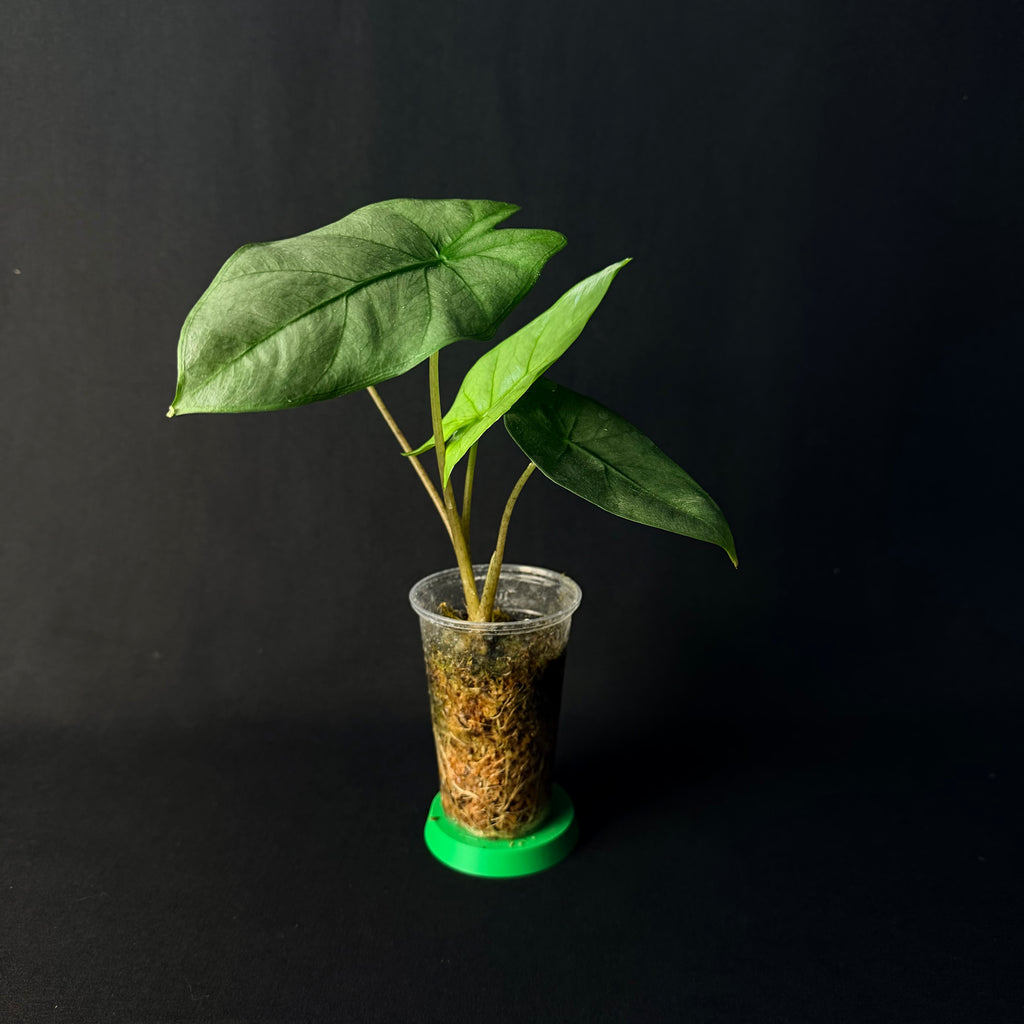 Alocasia Corazon #1-6